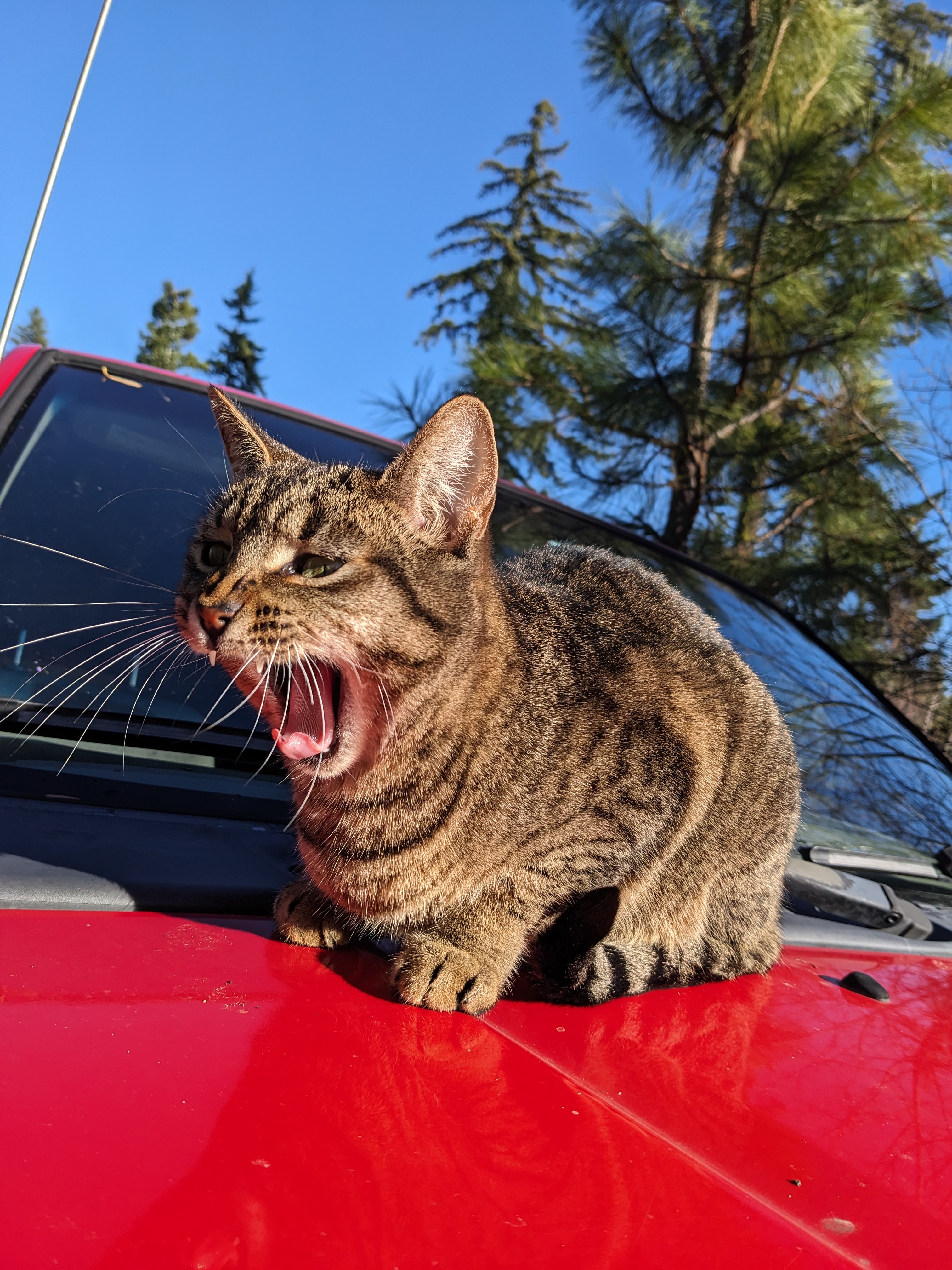 Clackamas the cat (1)