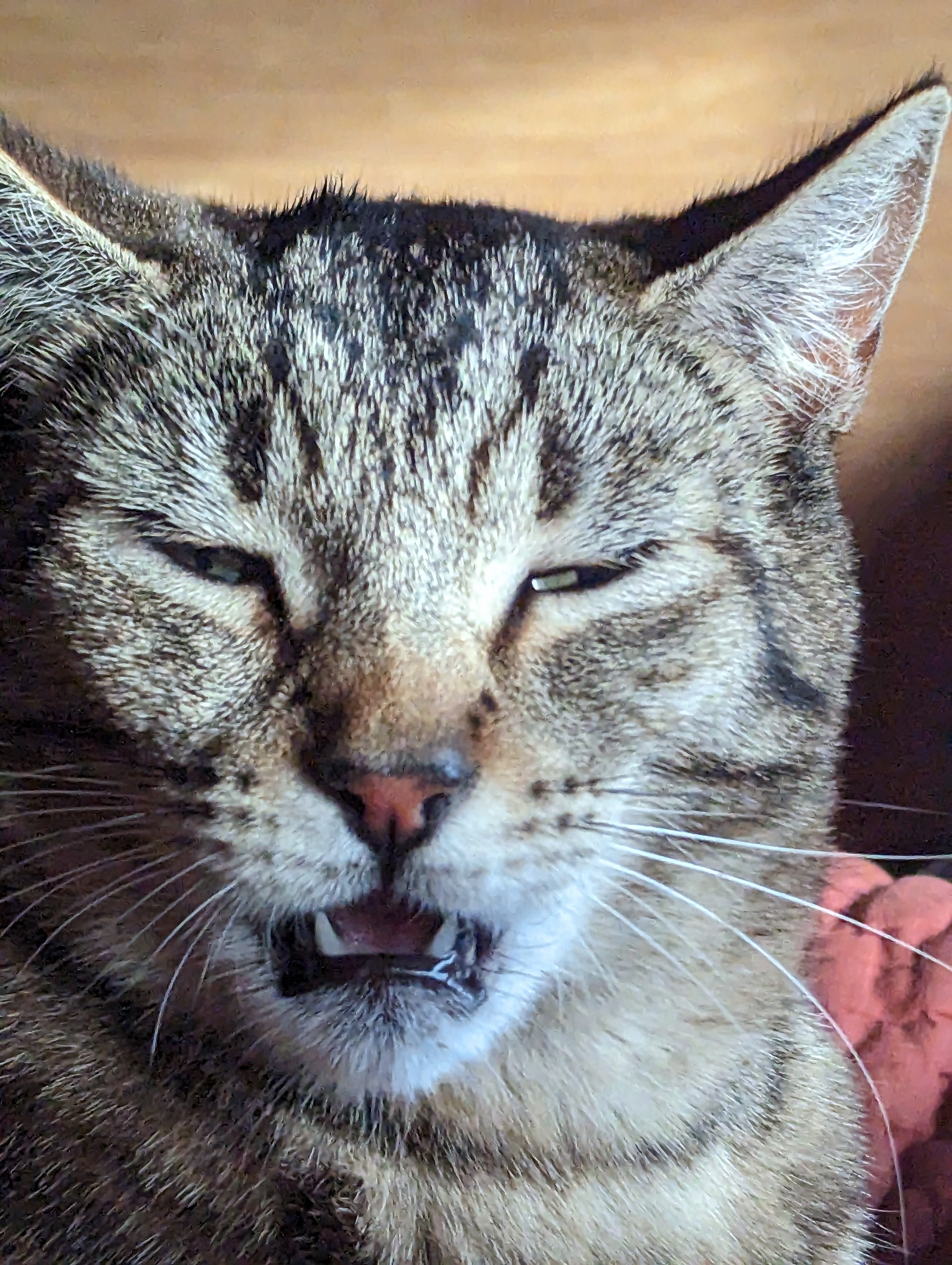 Clackamas the cat (2)