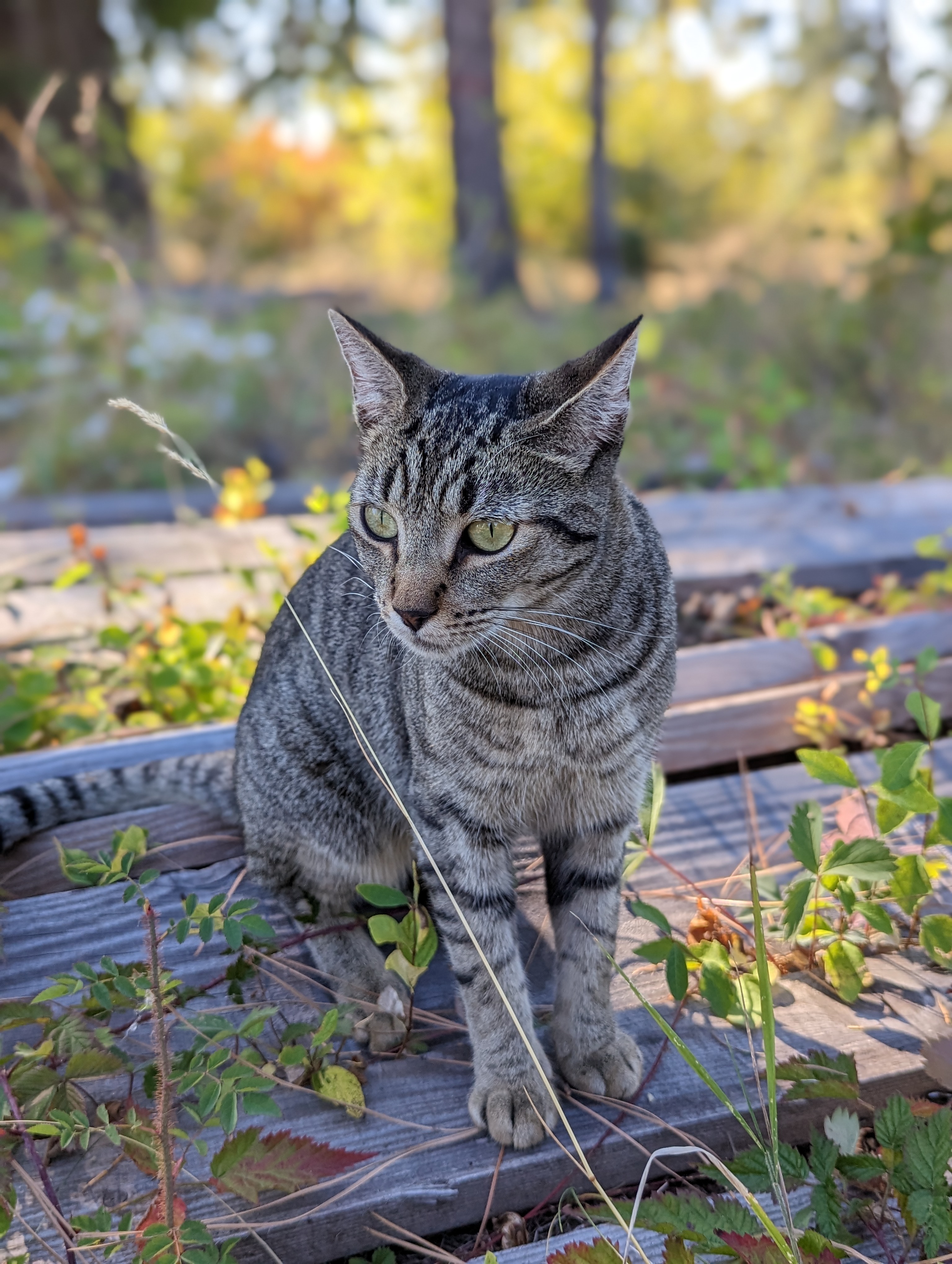 Clackamas the cat (3)