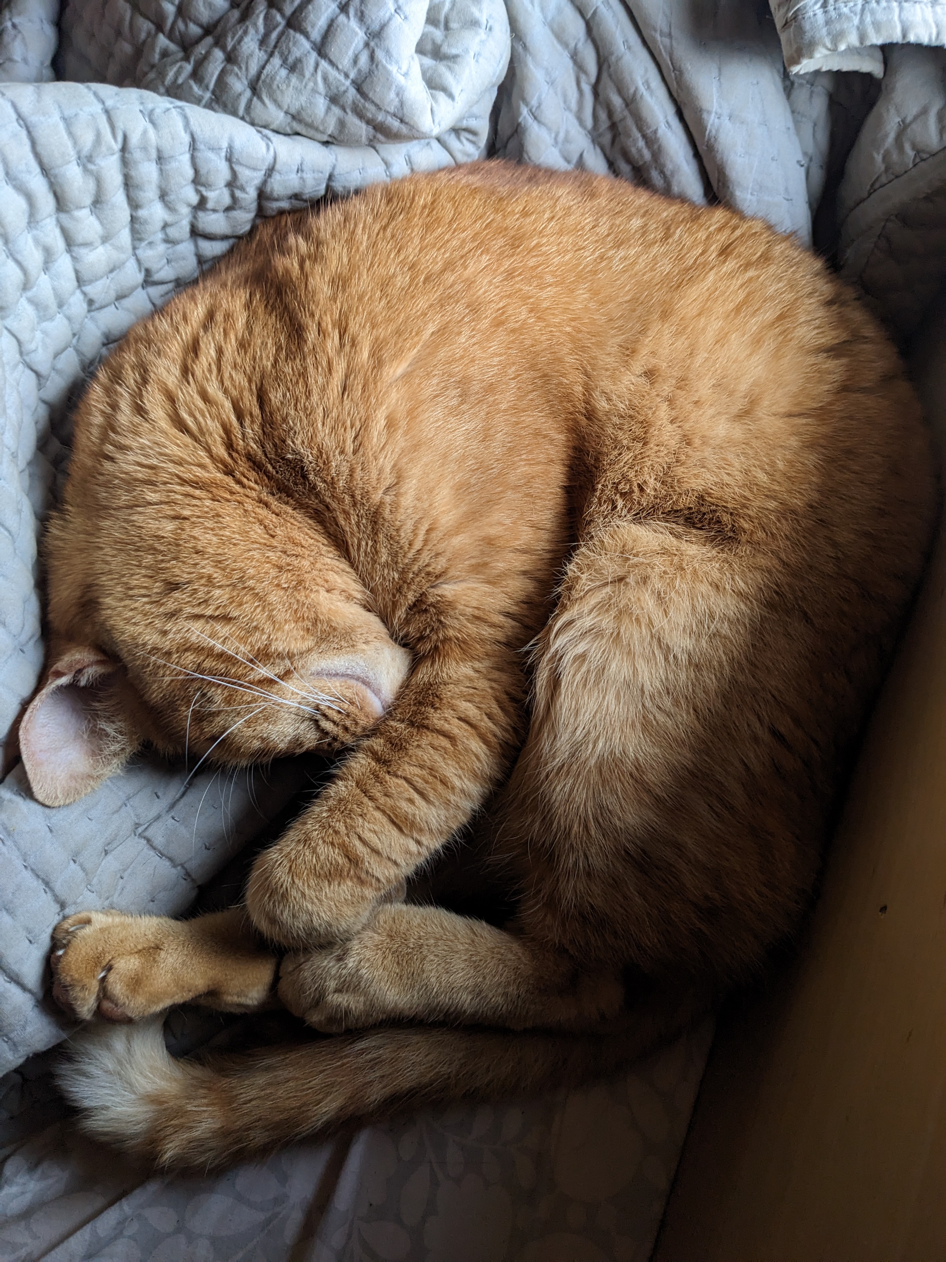 Klickitat the cat (1)