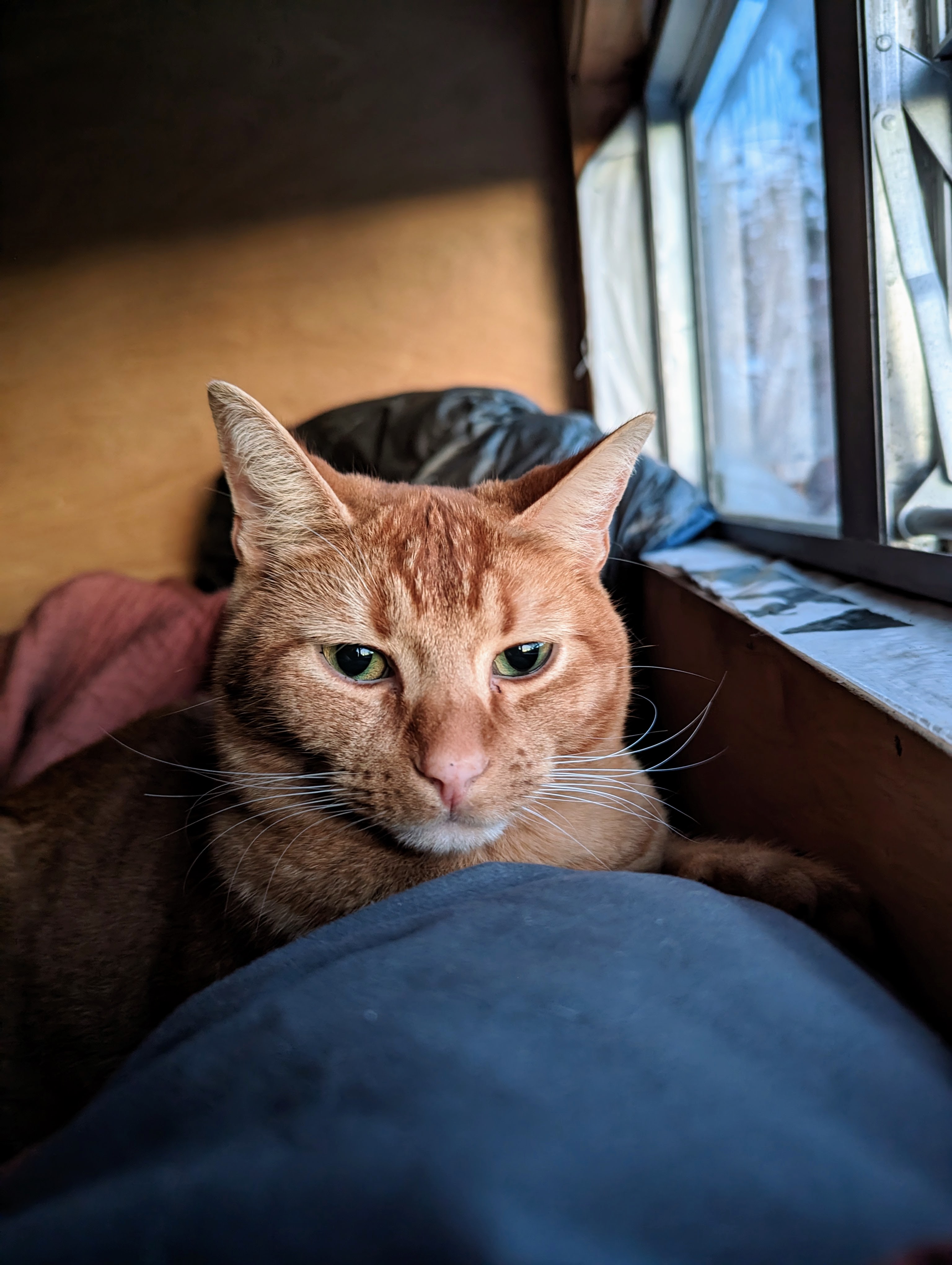 Klickitat the cat (2)